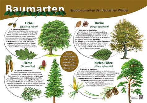 Schema der verschiedenen Baumarten und Kennzeichnungen im FriedWald