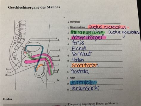 Schema der männlichen und weiblichen Geschlechtsorgane