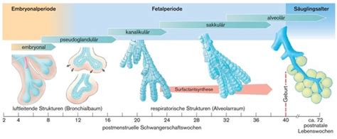 Illustration der Lungenentwicklung bei Frühgeborenen