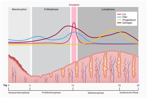 Schema der Funktion eines Ovulationstests mit Darstellung der Hormonspiegel vor und während des Eisprungs