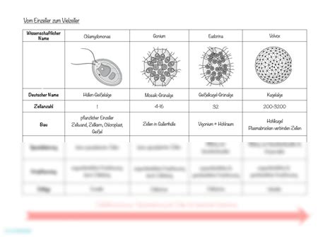 Vergleich von verschiedenen Muttermundöffnungen in Zentimetern