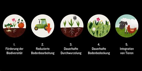 Schema, das die Prinzipien der regenerativen Landwirtschaft veranschaulicht: Erhöhte Biodiversität, Fruchtfolge, integrierte Viehhaltung zur Bodenverbesserung.