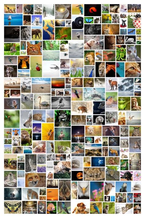 Collage aus Fotos verschiedener Wüstenbewohner: Echse, Schlange, Insekt, Springmaus, Wüstenfuchs.