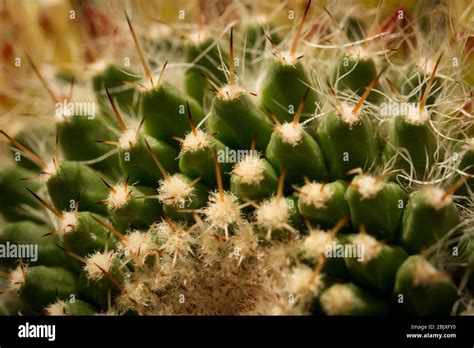 Nahaufnahme eines Kaktus mit Stacheln, die die reduzierte Oberfläche und die Tautropfenbildung verdeutlichen.