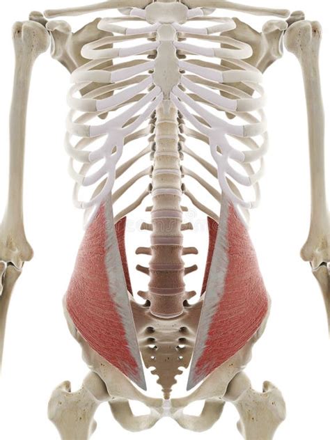 Illustration, die die Übungen zur Aktivierung des inneren Bauchmuskels zeigt.