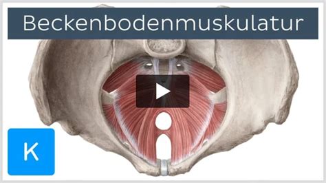 Darstellung des weiblichen Beckenbodens und der Anatomie des Analbereichs mit Fokus auf Hämorrhoiden.