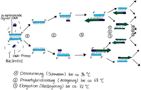 Schema des PCR-Zyklus mit den drei Hauptphasen: Denaturierung, Annealing und Elongation.