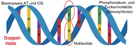 Schematische Darstellung eines Nukleotids und der DNA-Doppelhelix.