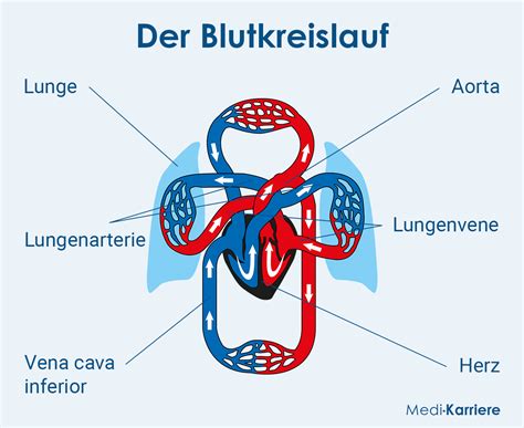 Schema der Lungenatmung und des Gasaustauschs im Blutkreislauf