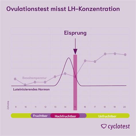 Schema der Funktionsweise eines Ovulationstests, der den LH-Anstieg im Urin nachweist