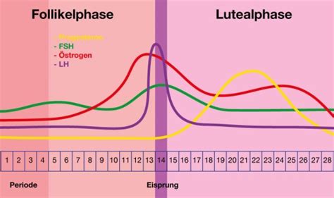 Grafik, die den Zusammenhang zwischen LH-Peak, Eisprung und fruchtbaren Tagen zeigt