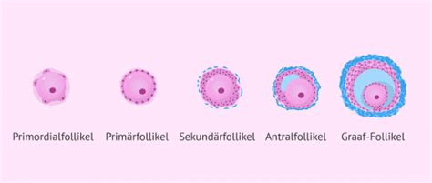 Grafische Darstellung der verschiedenen Follikelstadien im Eierstock