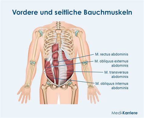 Infografik zur Anatomie des Beckenbodens und der Bauchmuskulatur