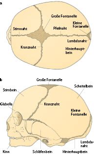 Schema der Schädelknochen eines Babys mit Hervorhebung der Fontanellen und Suturen