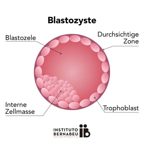 Schema der Einnistung einer Blastozyste in die Gebärmutterschleimhaut