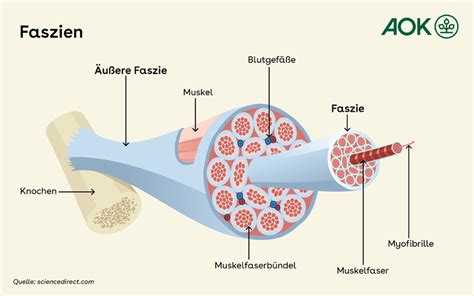 Aufbau einer menschlichen Faszie