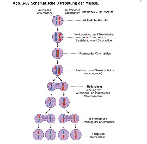 Schematische Darstellung der Nabelschnurdurchblutung und der Folgen einer Kompression.