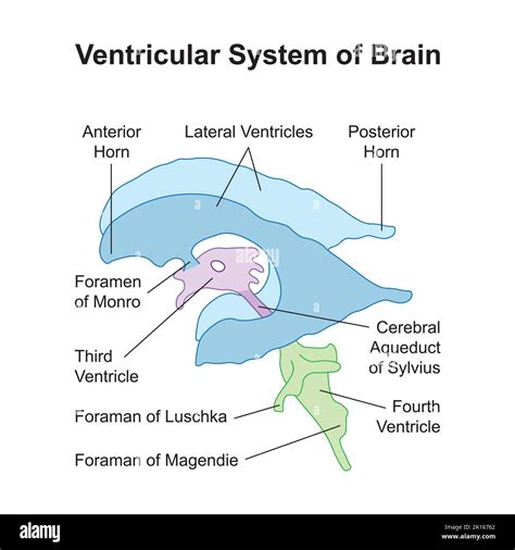 Schematische Darstellung des Gehirns mit Hervorhebung des Ventrikelsystems, um den Fluss der Zerebrospinalflüssigkeit zu veranschaulichen.