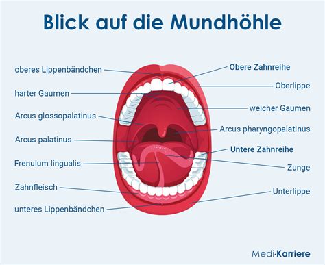 Infografik, die die Anatomie des Mundes eines Säuglings beim Saugen an der Brust und am Schnuller vergleicht.