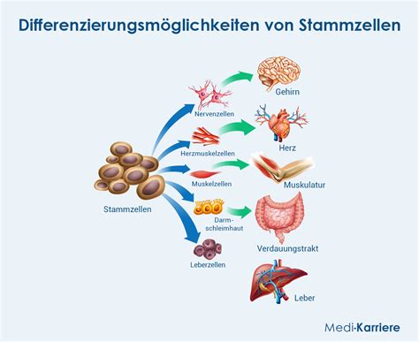 Schema der Differenzierung von Stammzellen in verschiedene Zelltypen