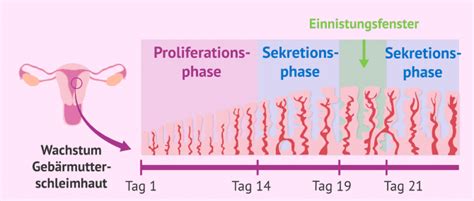 Rasterdarstellung der einzelnen Phasen der Embryoneneinnistung in die Gebärmutterschleimhaut