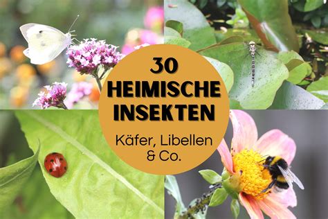 Einheimische Insektenarten, die bei Kleinkindern Stiche verursachen können (z.B. Mücke, Biene, Wespe)