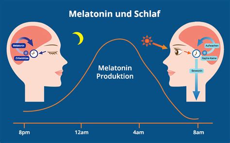 Infografik: Melatonin-Produktion im Zusammenhang mit Licht und Dunkelheit