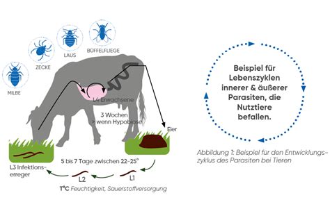 Infografik, die die verschiedenen Nutzungsphasen des Dualfix² R von der Geburt bis zum Vorschulalter zeigt.