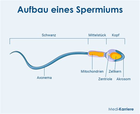 Schema, das die negativen Auswirkungen herkömmlicher Gleitmittel auf Spermien zeigt und die Vorteile von Kinderwunsch-Gelen hervorhebt.