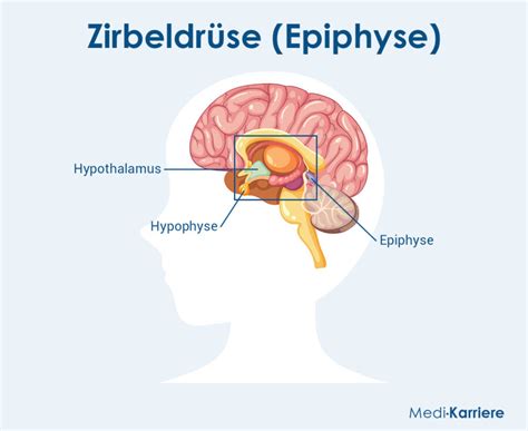 Schema der Lage der Zirbeldrüse im Gehirn