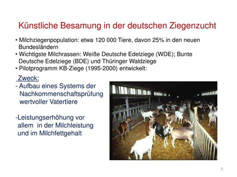 Schema der künstlichen Besamung bei Puten