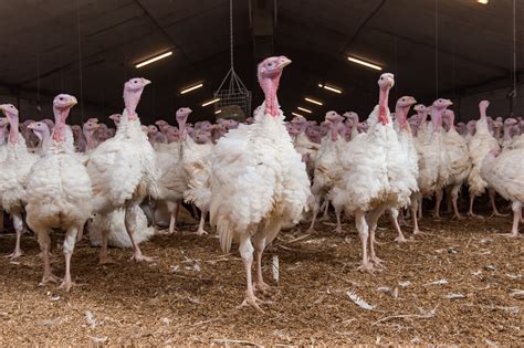 Mitarbeiter bei der Spermagewinnung von Puten