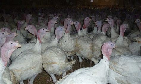 Puten in einer Mastanlage