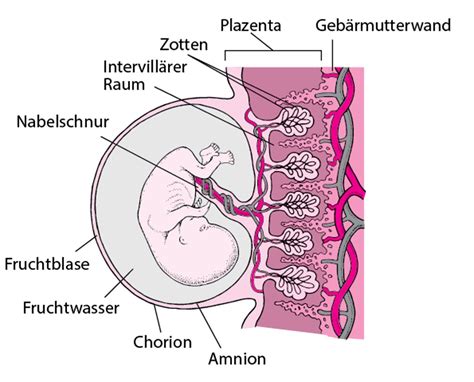 Schema der Fruchtblase und ihrer Lage im Uterus