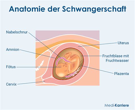 Infografik, die die verschiedenen Abläufe von Blasensprung und Wehen zeigt