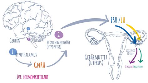 Schema der hormonellen Wirkung der Pille im weiblichen Zyklus