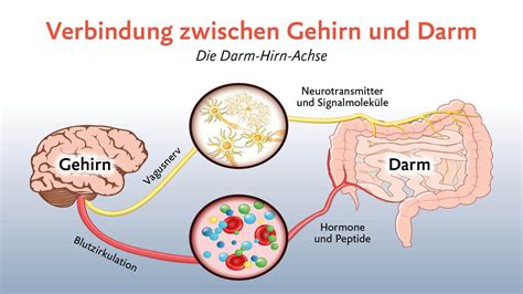 Schema der Darm-Hirn-Achse mit Nervenverbindungen und Signalwegen zwischen Darm und Gehirn