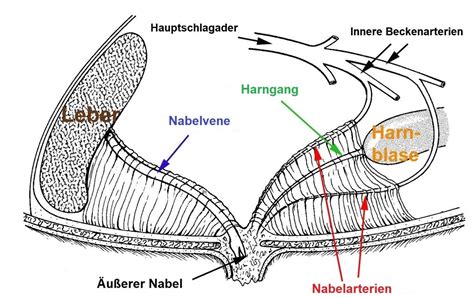 Schema der Anatomie des Nabels bei einem Neugeborenen