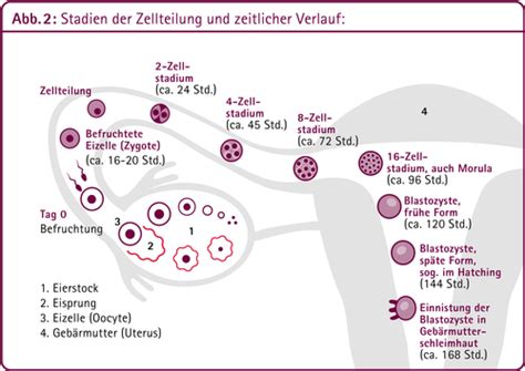 Schema der Eizellreifung und Punktion in der In-vitro-Fertilisation