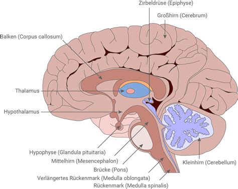 Schema des Serotonin-Kreislaufs im Gehirn und die Wirkung von SSRIs wie Citalopram