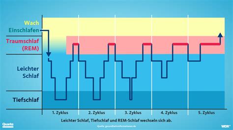 Schema der Schlafphasen bei Babys (REM- und Tiefschlaf)