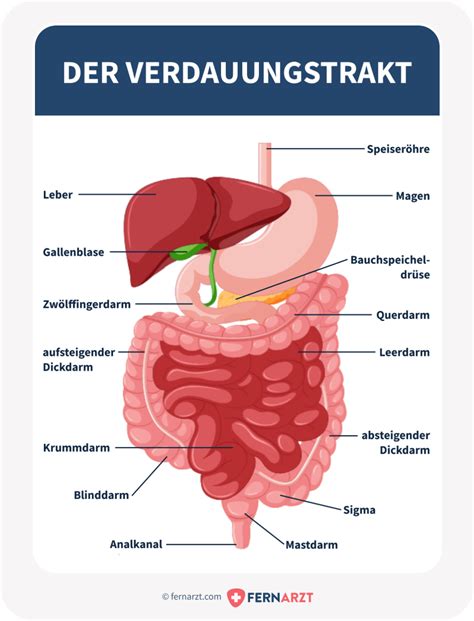 Schema des menschlichen Verdauungssystems mit Hervorhebung von Blase und Darm.