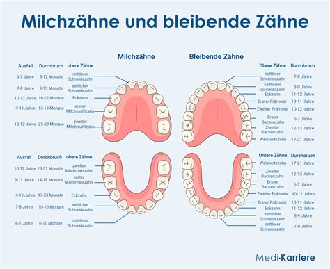 Infografik: Entwicklung der Milchzähne und Zahnpflege-Meilensteine