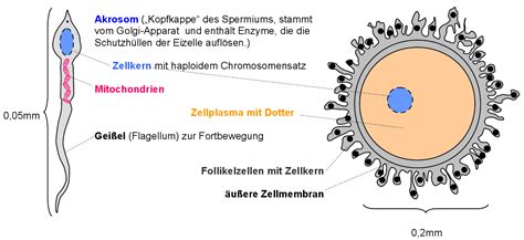 Schema der Spermienwanderung zur Eizelle.