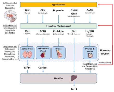 Schema: Hormonelle Regelkreise der Schilddrüse