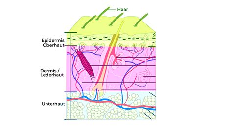 Schema der verschiedenen Hautschichten eines Babys und ihrer Funktionen