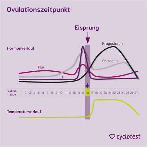 Grafik, die das fruchtbare Fenster im Verhältnis zum Eisprung und zur Periode darstellt.