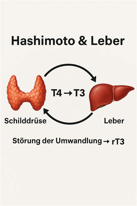Schema der Schilddrüsenregulation und des Hormonstoffwechsels