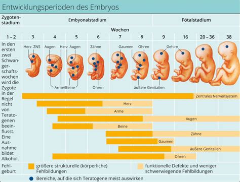 Grafik zur Entwicklung des TSH-Wertes während und nach der Schwangerschaft