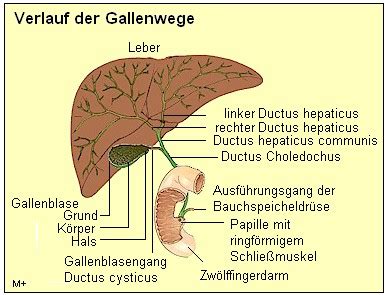 Schema der Leber und Gallenwege mit Hervorhebung der Gallenblase und des Dünndarms.